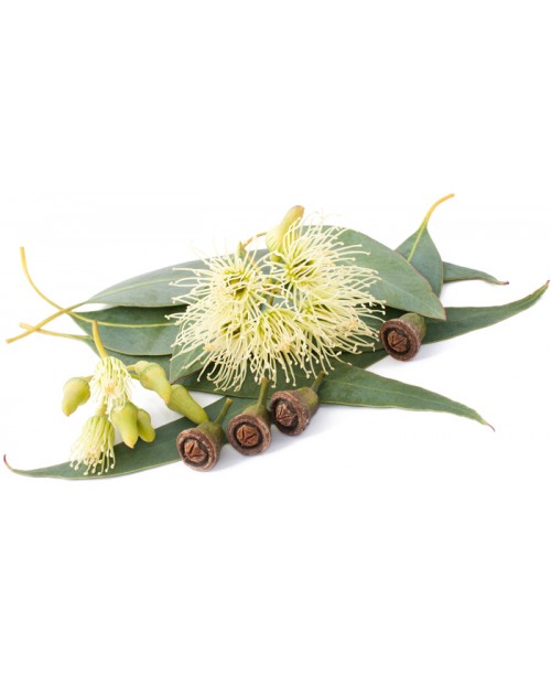 Eucalyptus Citronné