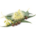 Eucalyptus Citronné