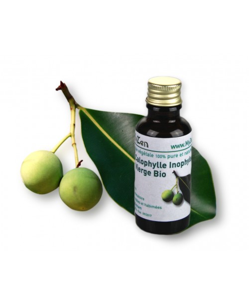 Calophylle Inophyle vierge