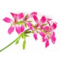 Géranium Rosat