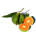 Mandarine Verte