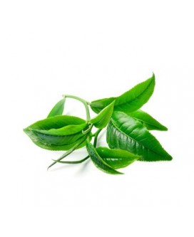 Tea Tree