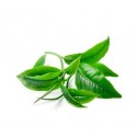 Tea Tree