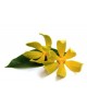 Ylang-Ylang "Totum"