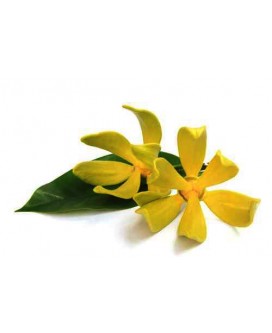 Ylang-Ylang "Totum"