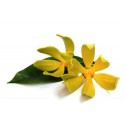 Ylang-Ylang "Totum"